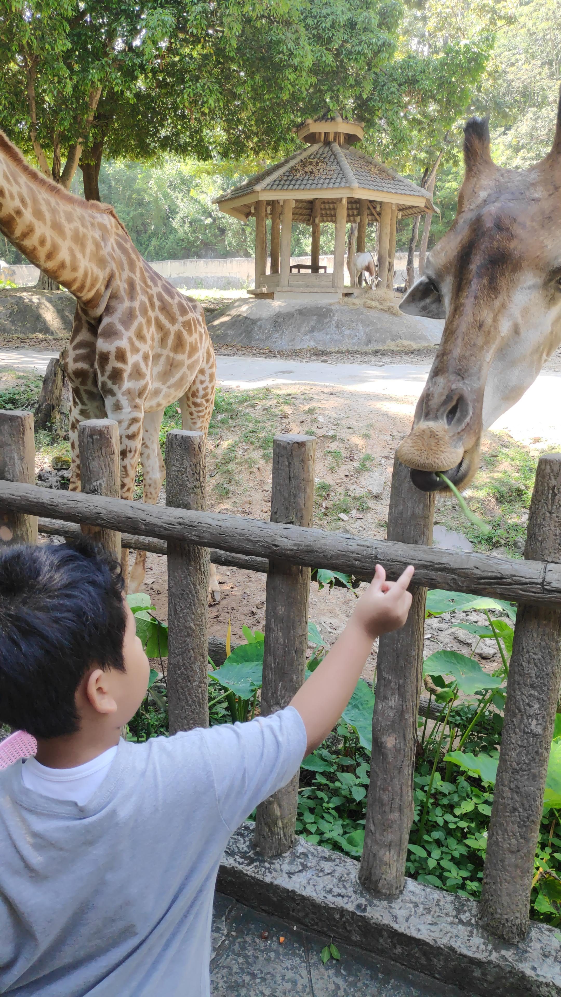 Memberi makan jerapah di Zoo